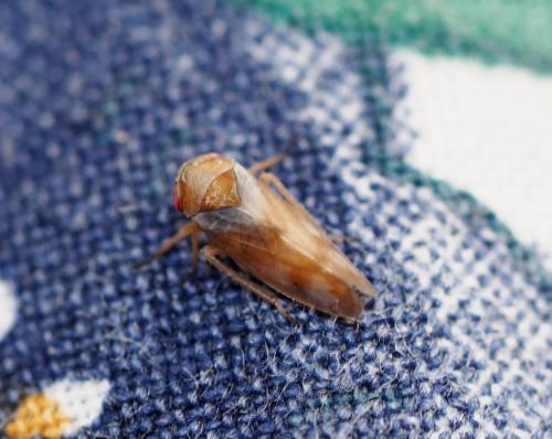 Réf. 228 662 : Oncopsis sp.